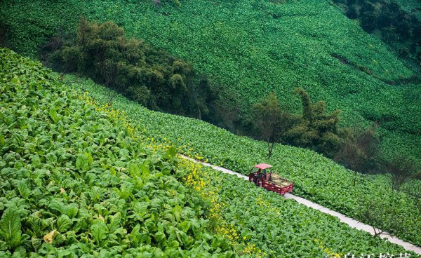 乌江榨菜产地在哪里