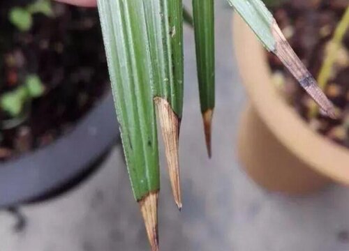 养花叶子发黄干枯怎么治