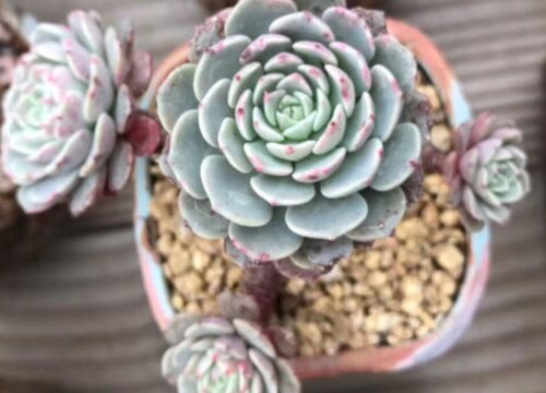 多肉植物长得太高了怎么办