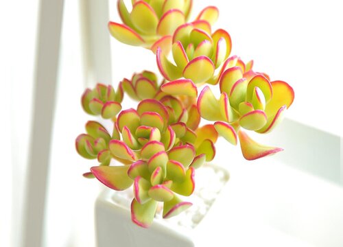 多肉植物长得太高了怎么办