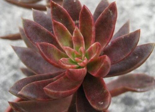 多肉植物长得太高了怎么办