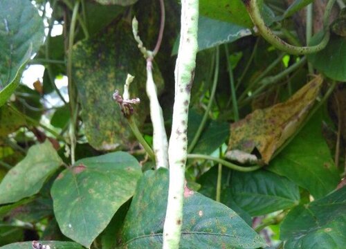 豆角病虫害防治技术与方法措施