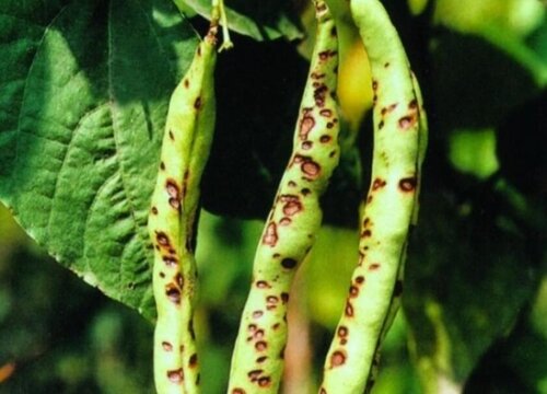 豆角病虫害防治技术与方法措施