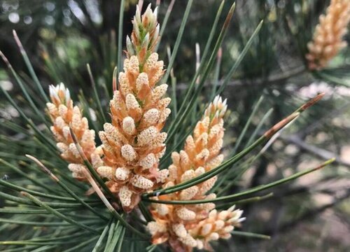 松树开花吗