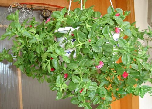 牡丹吊兰大量抽条后如何管理