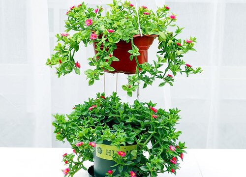 牡丹吊兰大量抽条后如何管理