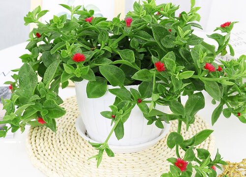 牡丹吊兰大量抽条后如何管理