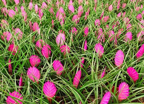 铁兰花期是什么时候