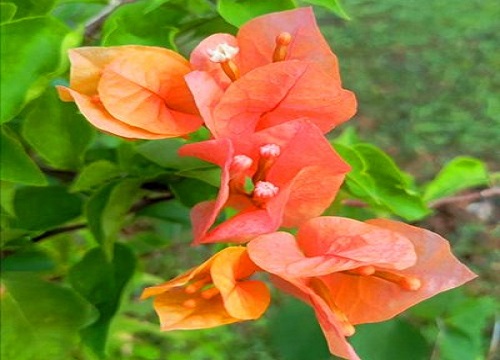 三角梅只见花不见叶日常养护方法