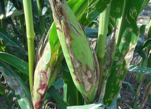 玉米病虫害防治技术与方法措施