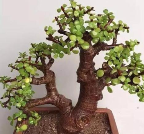 金枝玉叶如何快速养成老桩