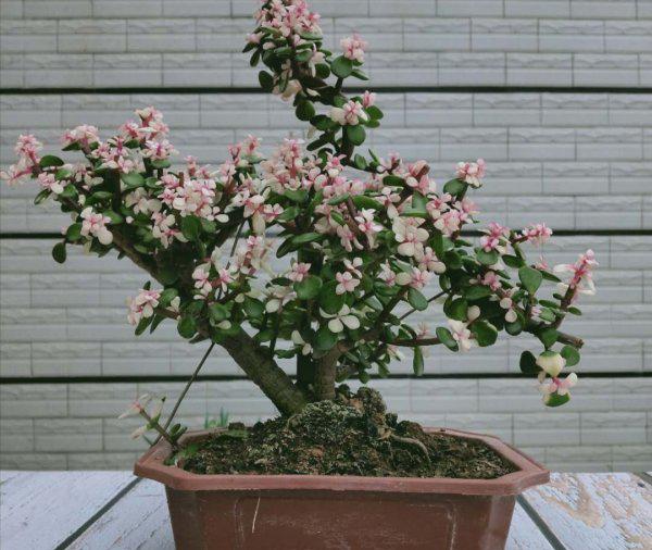 金枝玉叶如何快速养成老桩