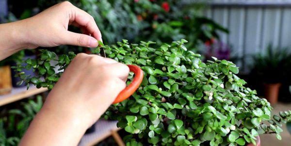 金枝玉叶如何快速养成老桩