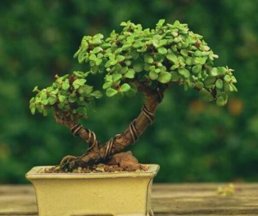 金枝玉叶如何快速养成老桩