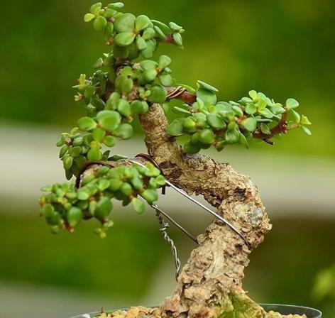 金枝玉叶如何快速养成老桩