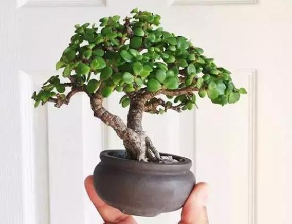 金枝玉叶如何快速养成老桩