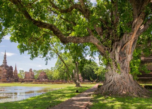 爱情树是什么树