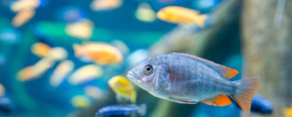 小糟鱼的家常做法