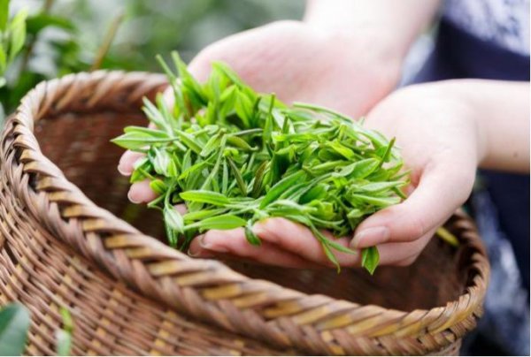 安徽茶叶品牌有哪些品种