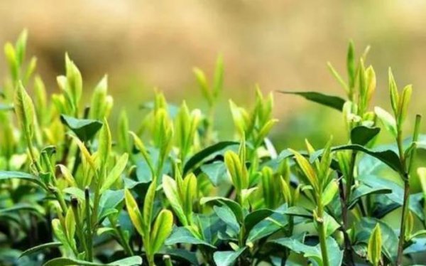 安徽茶叶品牌有哪些品种