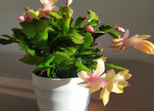 卧室为什么不能养蟹爪兰