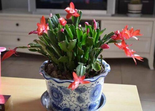 卧室为什么不能养蟹爪兰