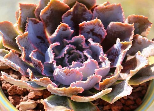 肉肉植物冬天怎么养护