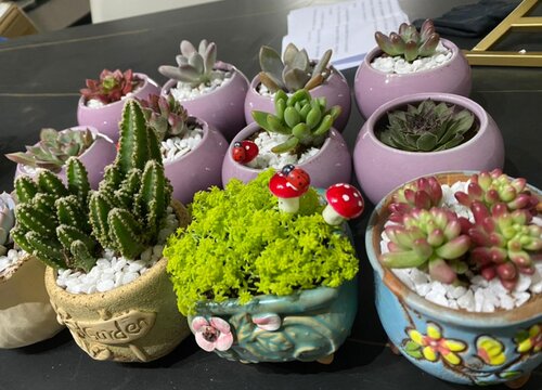 肉肉植物冬天怎么养护