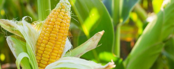 玉米吃哪个部位