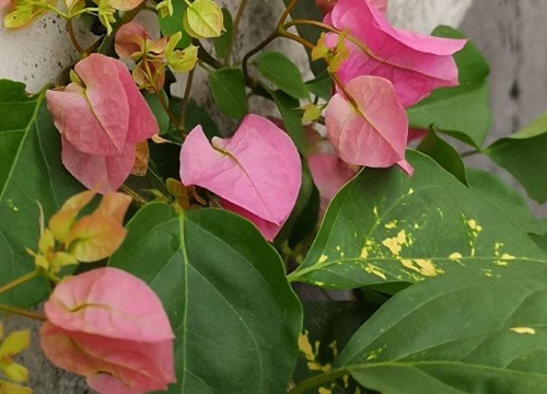 三角梅喂什么肥长得好