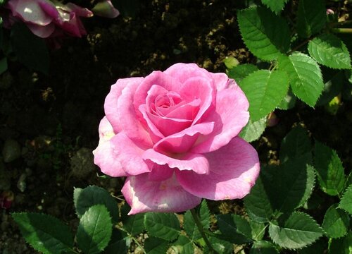 紫色玫瑰代表什么象征意义