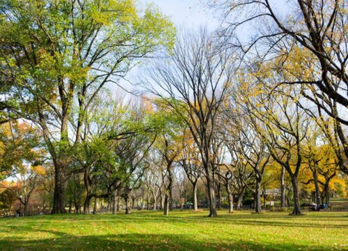 榆树冬天落叶吗