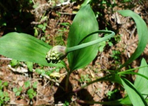 寒葱的种植方法和时间