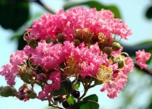 属猪的适合养什么植物旺财