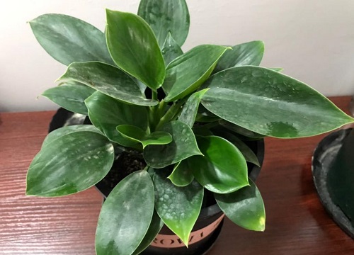 属猪的适合养什么植物旺财