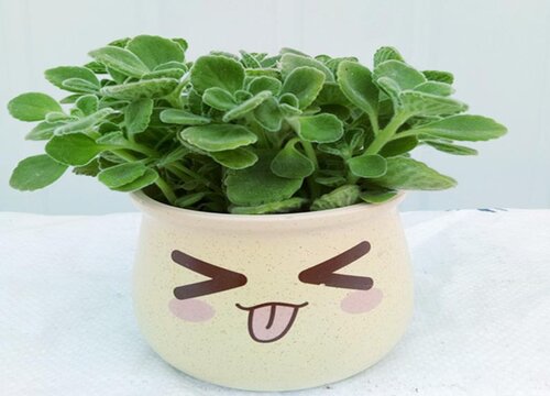 属猪的适合养什么植物旺财