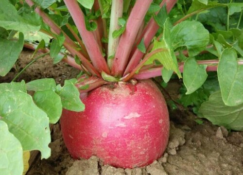 油炸蔬菜有哪些种类