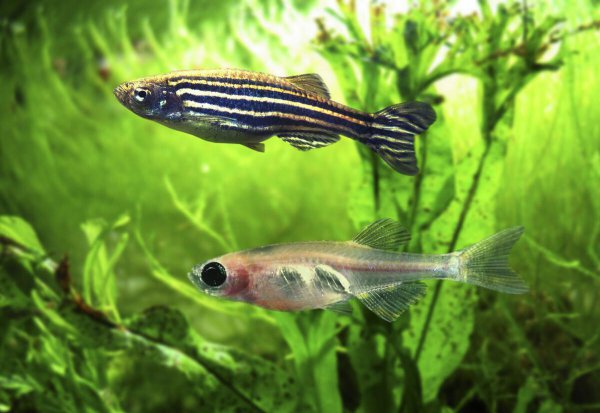 斑马鱼吃什么食物为主