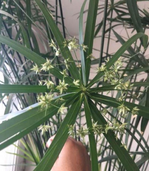 水竹可以用土栽培吗