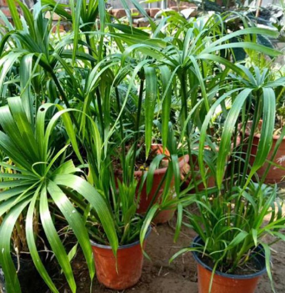 水竹可以用土栽培吗