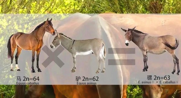 狮子和老虎能杂交吗