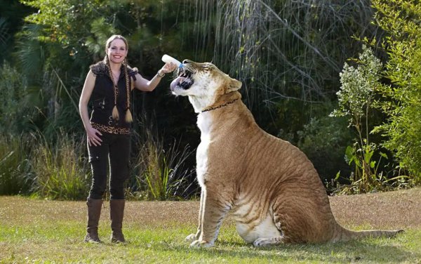 狮子和老虎能杂交吗