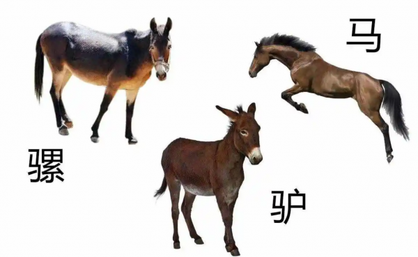 狮子和老虎能杂交吗