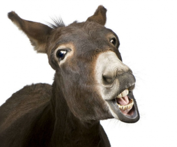 狮子和老虎能杂交吗