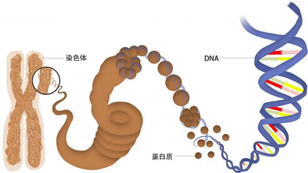 狮子和老虎能杂交吗