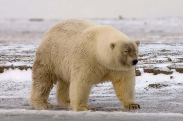 狮子和老虎能杂交吗
