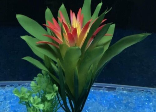 水塔花适合在室内养吗