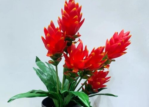 水塔花适合在室内养吗