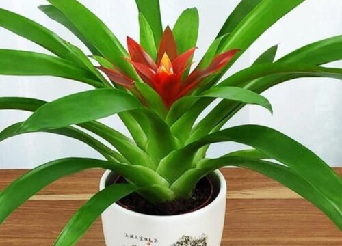 水塔花适合在室内养吗