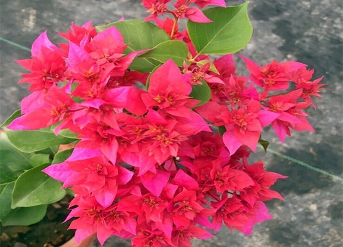 三角梅秋季养护与管理注意事项